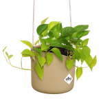 b.for swing 18cm *goudkleurig zand